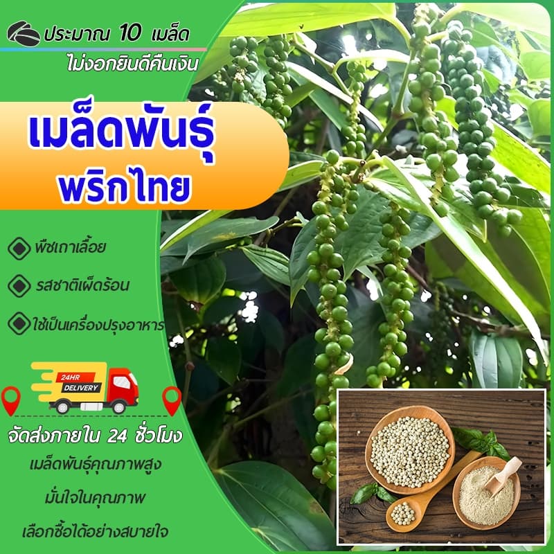 10 เมล็ด เมล็ดพันธุ์พริกไทย เมล็ดพริกไทย พริกไทย ปลูกครั้งเดียวอยู่ได้เกิน 10 ปี พุ่มใหญ่ เผ็ดร้อน - รูปที่ 1