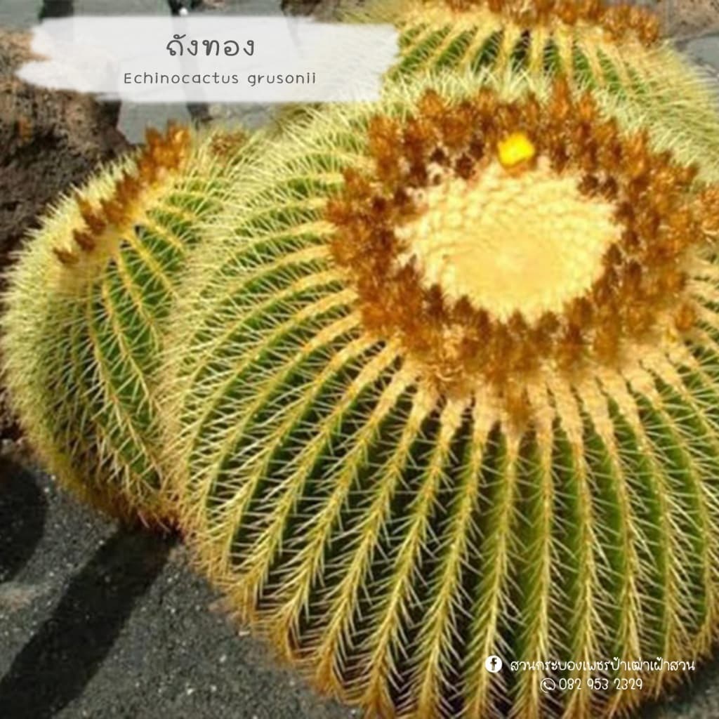 B8. ถังทองขนาดประมาณ 15 เซนต์ สีเหลืองทองอร่าม ลดพิเศษ - รูปที่ 1