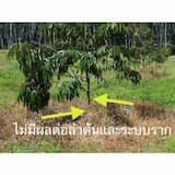 ภาพย่อ 7