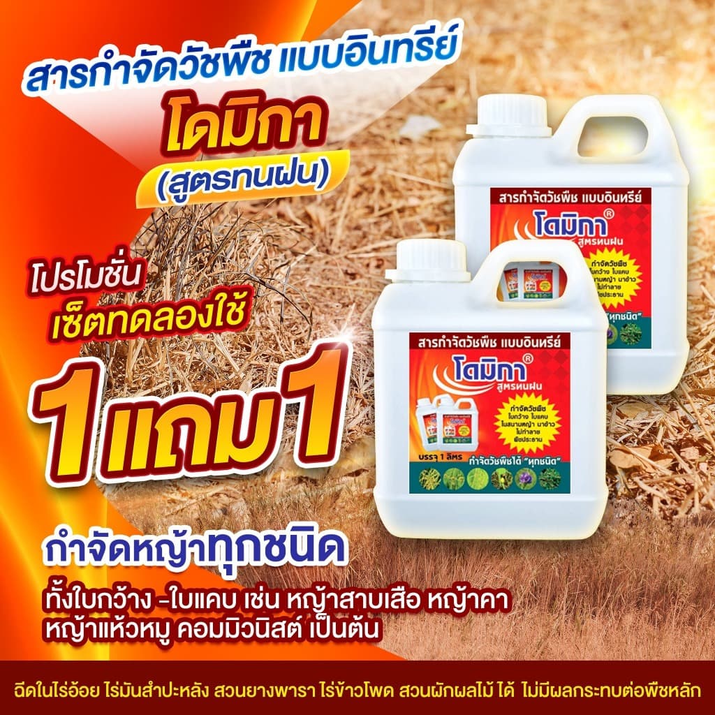 สารกำจัดวัชพืชแบบอินทรีย์ โดมิกา สูตรทนฝน (ซื้อ1เเถม1) กำจัดแห้วหมู ในไร่อ้อย ฉีดโดนต้น โดนใบได้ อ้อยไม่ตาย ส่งฟรี - รูปที่ 1