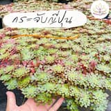 ภาพย่อ 1