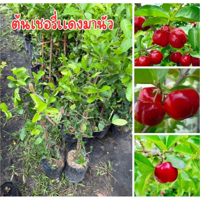 ต้นเชอรี่เเดงมานัว รสเปรี้ยว จิ้มพริกเกลือ อร่อยมาก ต้นพร้อมปลูก สูง50เซน กิ่งตอน - รูปที่ 1