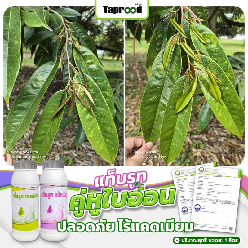 ?คู่หูใบอ่อน? [แท็บรูท ดีเลย์พัส+แม็คพัส] ?แก้ไขสถานการณ์ใบอ่อนระยะฉุกเฉิน ? - รูปที่ 1