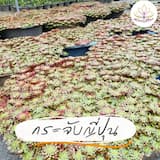 ภาพย่อ 2