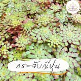 ภาพย่อ 6