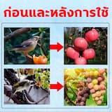 ภาพย่อ 2