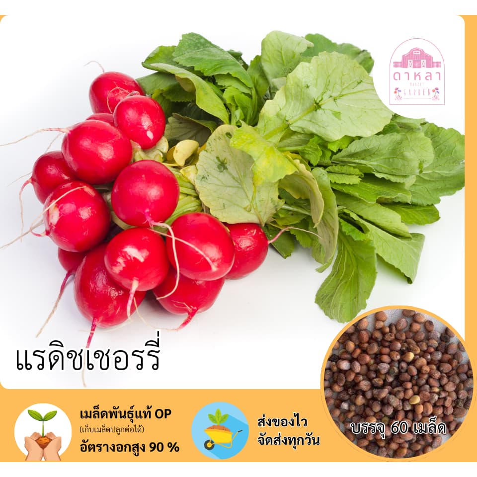 แรดิชเชอร์รี่ 60 เมล็ด - รูปที่ 1
