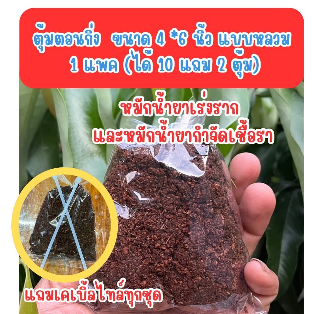 ตุ้มตอนกิ่ง แบบตุ้มหลวม 4x6 นิ้ว ซื้อ10 แถม 2 (ได้ 12 ตุ้ม) หมักน้ำยากำจัดเชื้อราและน้ำยาเร่งราก มีเคเบิ้ลไทร์แถม - รูปที่ 1