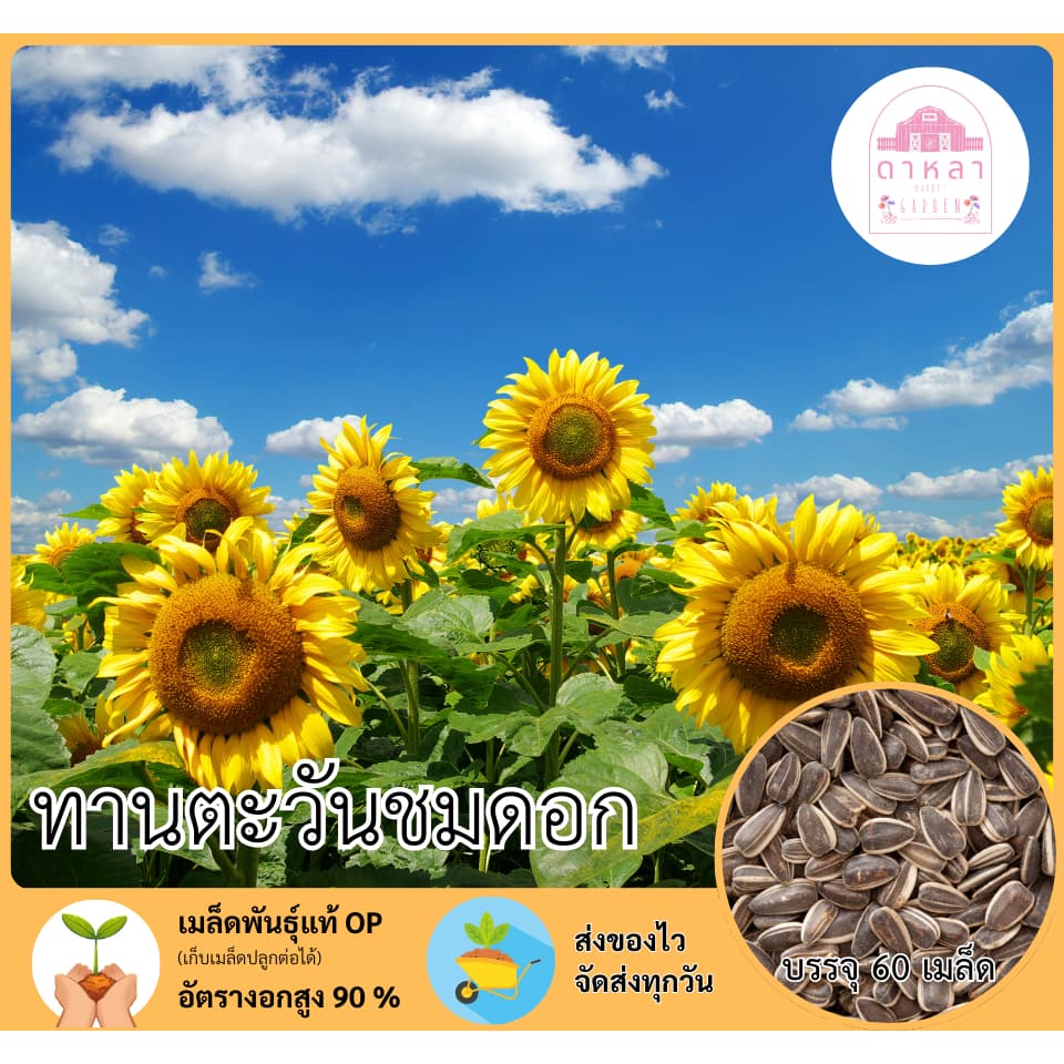 ดอกทานตะวันชมดอก 60 เมล็ด - รูปที่ 1