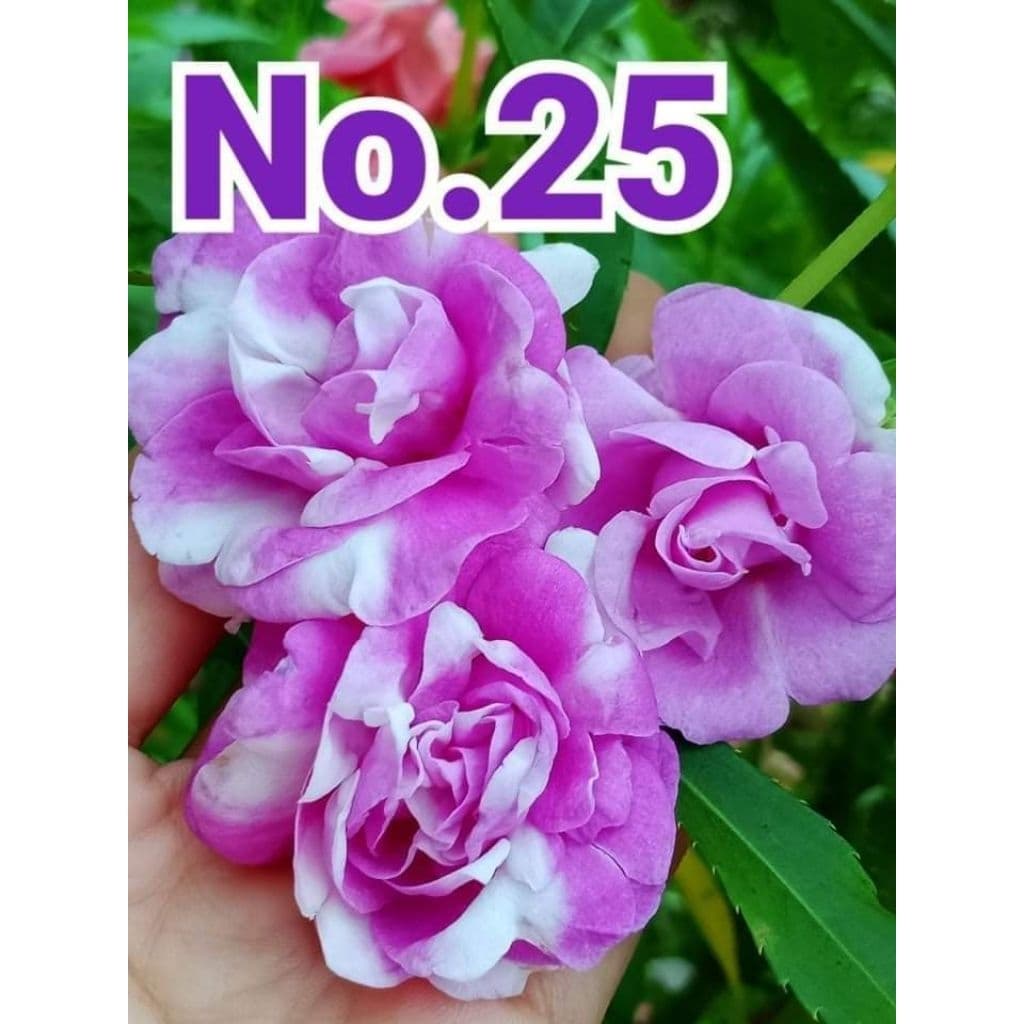 ดอกเทียนเบอ25(40เมล็ด) - รูปที่ 1