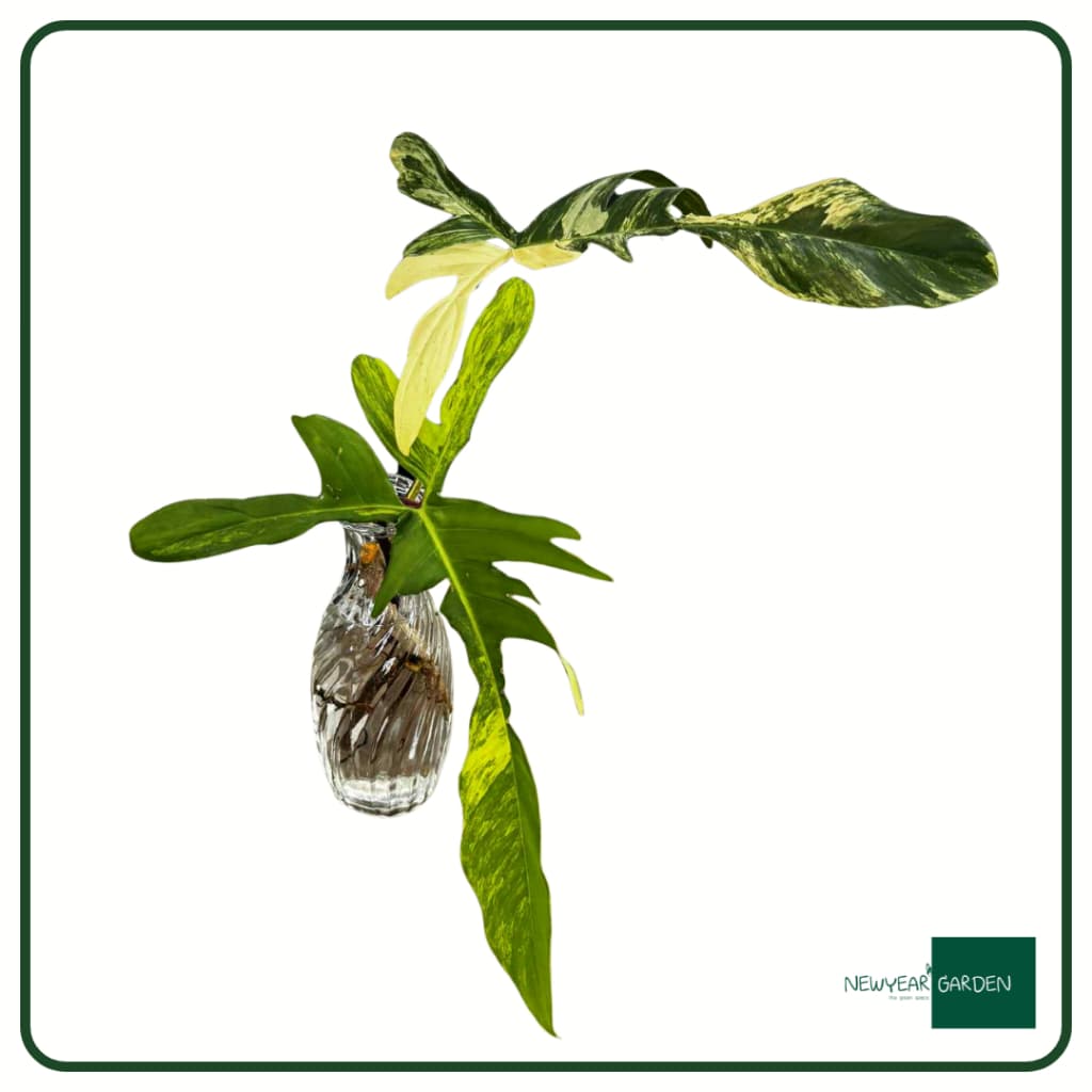 ไม้ข้อปักน้ำ: ก้ามกุ้งด่าง: Philodendron Florida Beauty variegated ส่งแบบห่อตุ้ม - รูปที่ 1