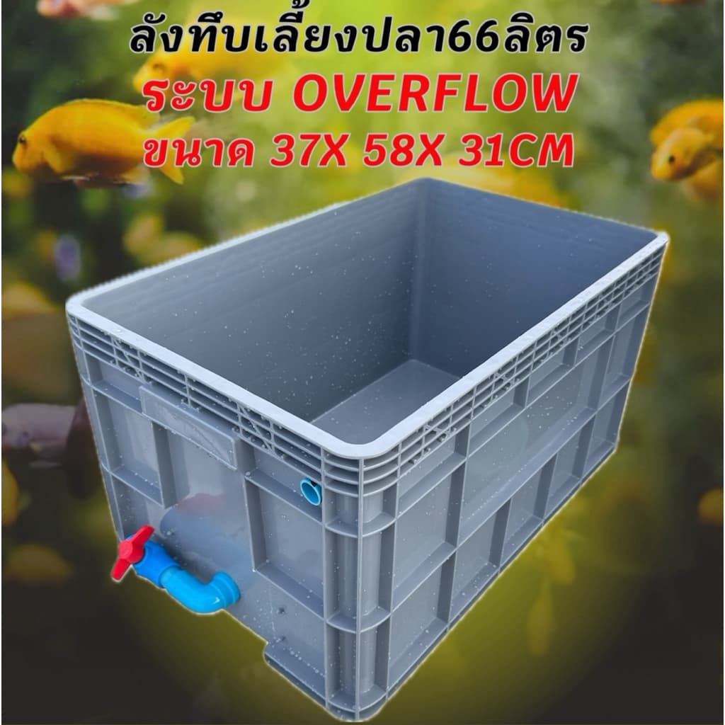 ลังพลาสติกแบบสูงทึบสีเทา วาวล์ฟ้า ระบบover flow สำหรับเลี้ยงปลา อ่างเลี้ยงปลา กะบะเลี้ยงปลา อ่างปลาบอลลูน อ่างปลาเมกาดะ - รูปที่ 1