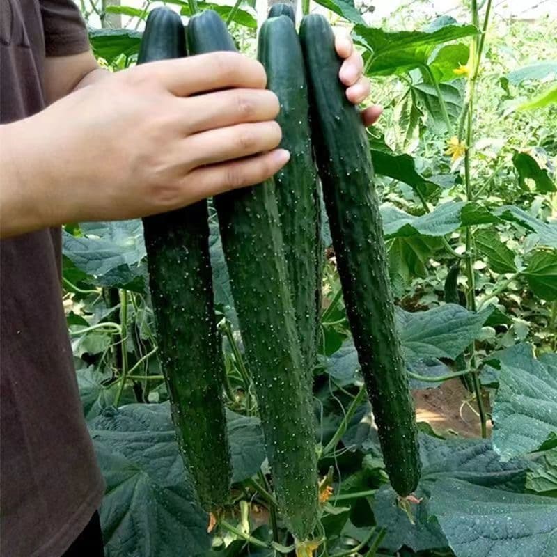 Green Long Cucumber Seed เมล็ดแตงกวาญี่ปุ่น - 30เมล็ด/ซอง อัตรางอกสูง เมล็ดพันธุ์แตงกวา Fresh Chinese Cucumber Seeds - รูปที่ 1